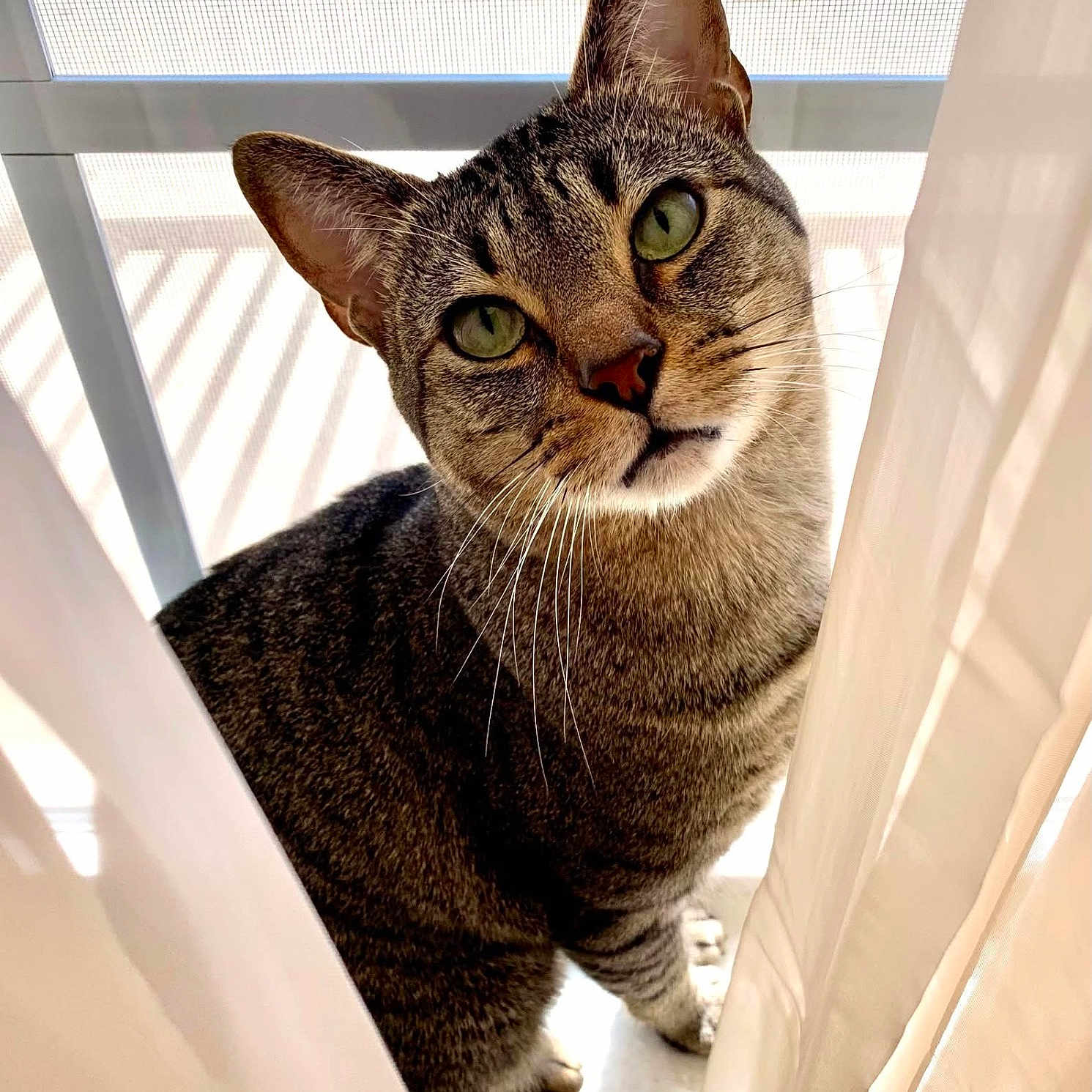 Ziggy