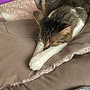 Winnifred is registered to the contest to win money with this photo: cat, tabby_cat, sleeping, paws, cushion, blanket, fabric, bed, denim, feline, resting, indoor, cozy, closeup, fur, striped, home, comfort, relaxation, soft