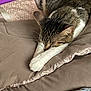 cat, tabby_cat, sleeping, paws, cushion, blanket, fabric, bed, denim, feline, resting, indoor, cozy, closeup, fur, striped, home, comfort, relaxation, soft