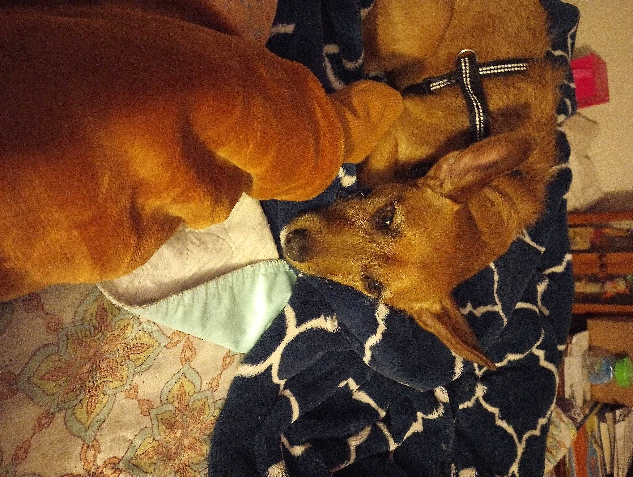 Doobie Do joined the competition — help win amazing prizes! canidae, carnivore, comfort, companion_dog, dog, dog_breed, ear, fawn, fur, nail, safety_glove, snout, sporting_group, terrestrial_animal, toy_dog, whiskers, working_animal, wrist