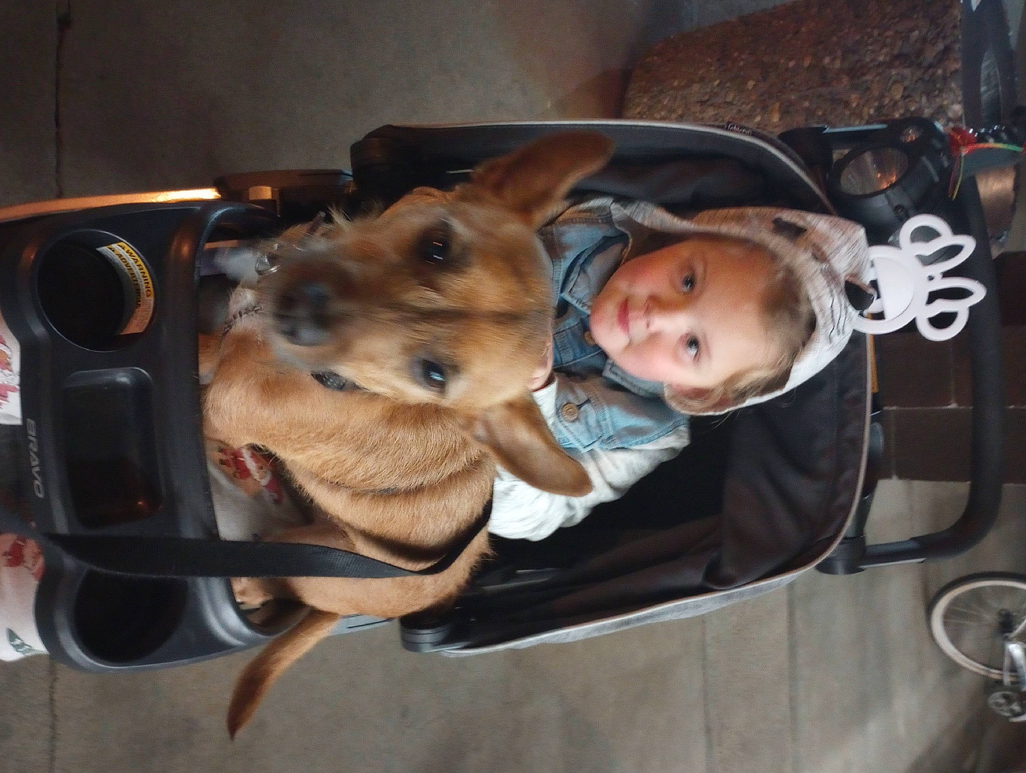 Doobie Do is registered to the contest to win money with this photo: canidae, carnivore, child, comfort, companion_dog, dog, dog_breed, dog_supply, fawn, fun, fur, guard_dog, snout, sporting_group, toddler, trunk, vehicle_door, working_animal