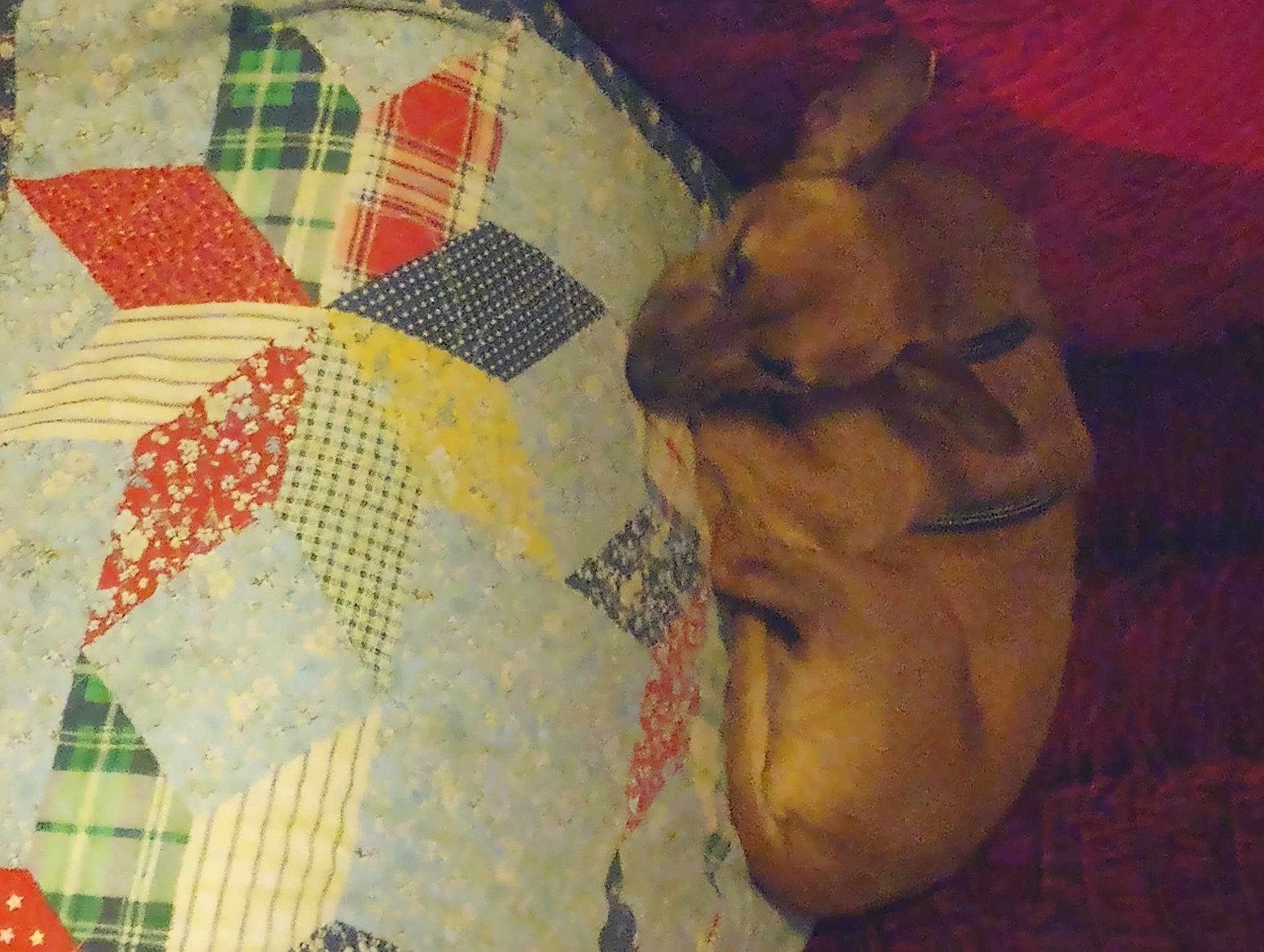 Doobie Do is registered to the contest to win money with this photo: art, bedding, brown, carnivore, comfort, companion_dog, craft, creative_arts, dog, dog_breed, fawn, linens, needlework, pattern, quilt, stitch, tints_and_shades, toy_dog, visual_arts, working_animal