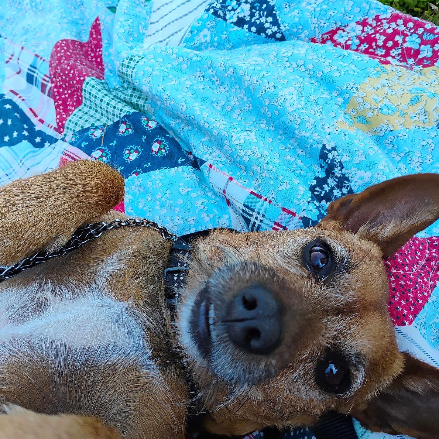 Doobie Do is registered to the contest to win money with this photo: accessories, animal, beagle, blanket, bulldog, canine, chihuahua, dog, furniture, grass, homedecor, hound, linen, pet, plant, puppy, quilt, strap, terrier, towel