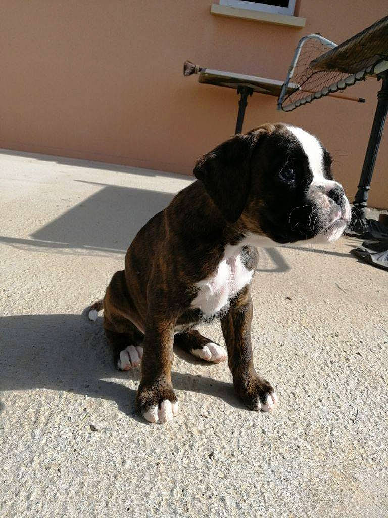 Prada a rejoint le concours — aidez-le/la à gagner de superbes lots ! automotive_tire, bulldog, canidae, carnivore, collar, companion_dog, dog, dog_breed, dog_collar, door, fawn, leash, paw, road_surface, snout, sporting_group, tail, toy_dog, window, working_animal