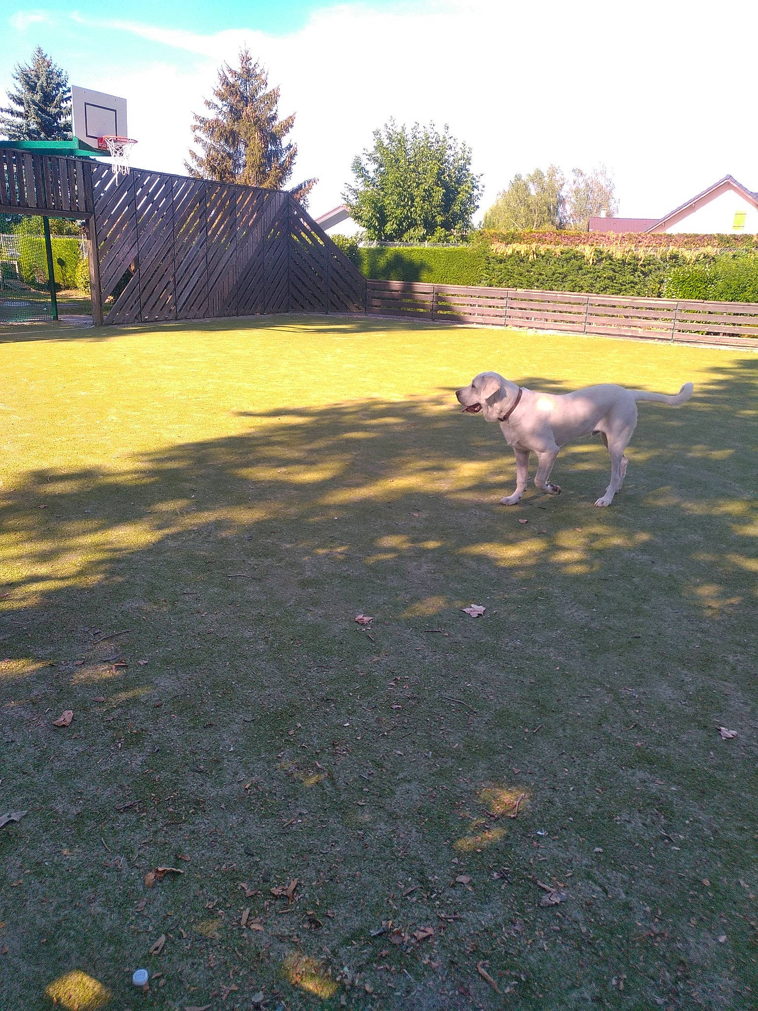 Sango participe au concours pour gagner de l'argent avec cette photo : asphalt, carnivore, cloud, companion_dog, dog, dog_breed, fawn, grass, landscape, lawn, plant, road, road_surface, shade, sidewalk, sky, sunlight, tail, tints_and_shades, tree
