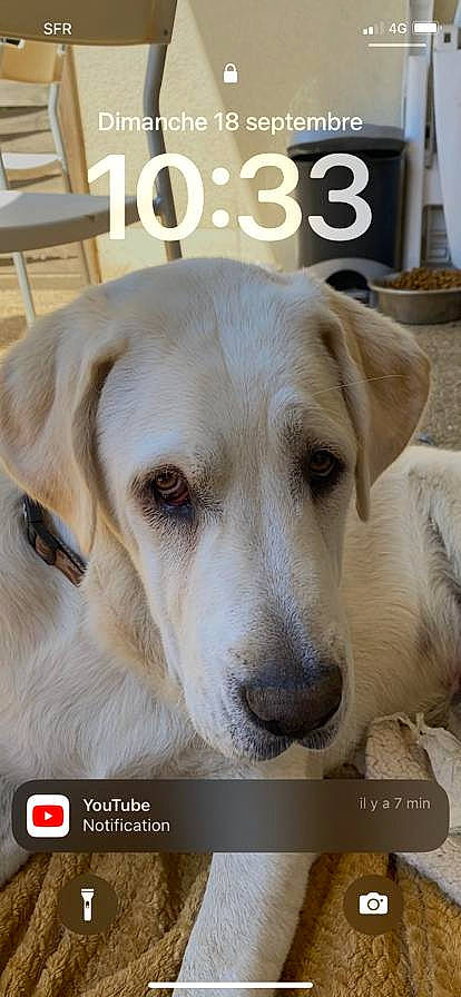 Sango a rejoint le concours — aidez-le/la à gagner de superbes lots ! canidae, carnivore, companion_dog, dog, dog_breed, eye, fawn, font, fur, labrador_retriever, photo_caption, snout, sporting_group, whiskers