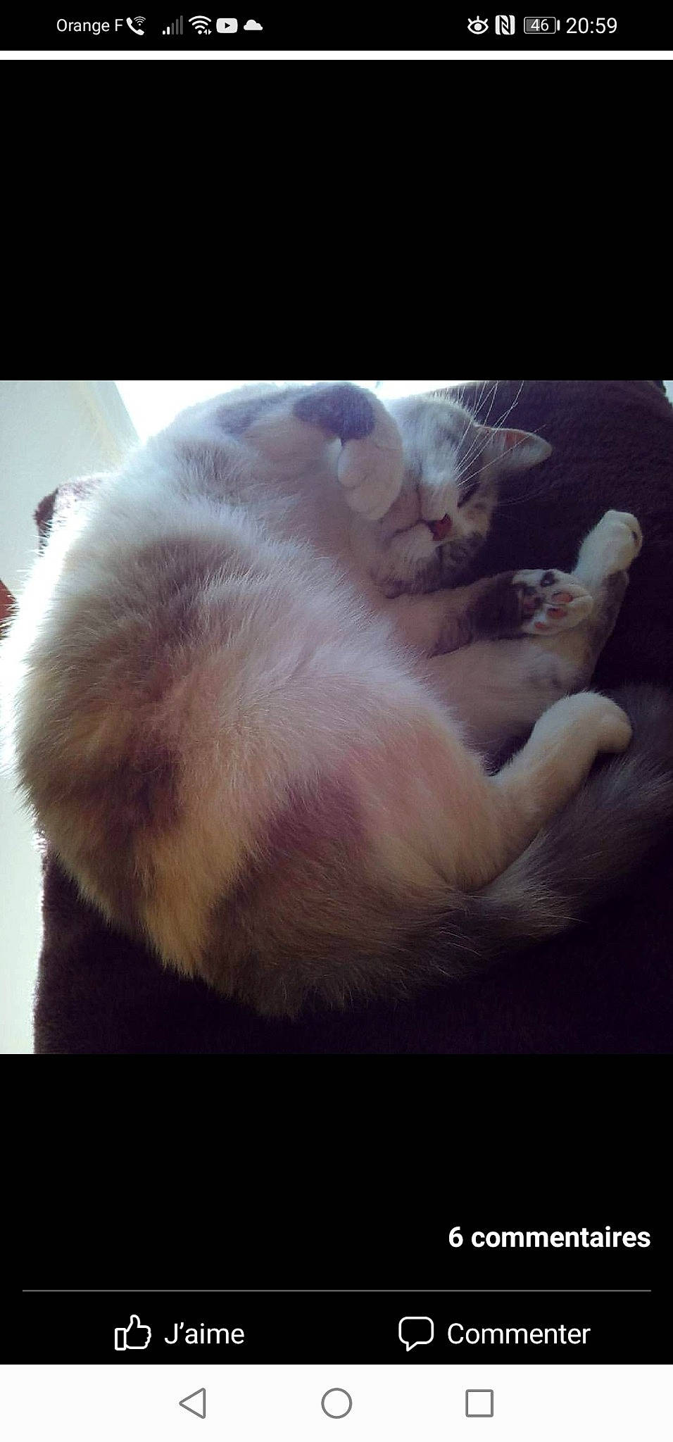 Blanchette a rejoint le concours — aidez-le/la à gagner de superbes lots ! carnivore, cat, claw, cloud, comfort, companion_dog, darkness, felidae, foot, fur, gesture, meteorological_phenomenon, paw, photo_caption, sky, small_to_medium_sized_cats, snout, square, tail, whiskers