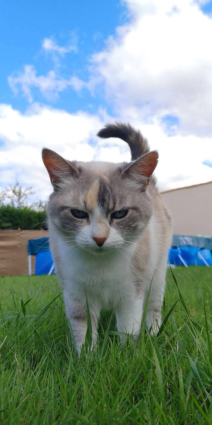 Blanchette a rejoint le concours — aidez-le/la à gagner de superbes lots ! carnivore, cat, cloud, domestic_short_haired_cat, fawn, felidae, fur, grass, grassland, lawn, meadow, pasture, plant, sky, small_to_medium_sized_cats, snout, tail, tree, whiskers, wildlife