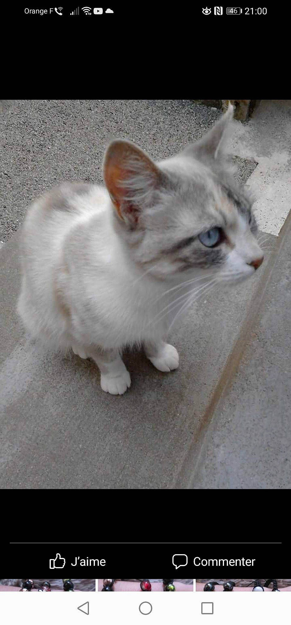 Blanchette a rejoint le concours — aidez-le/la à gagner de superbes lots ! carnivore, cat, claw, comfort, domestic_short_haired_cat, fawn, felidae, flooring, foot, fur, grey, iris, paw, photo_caption, sitting, small_to_medium_sized_cats, snout, tail, whiskers