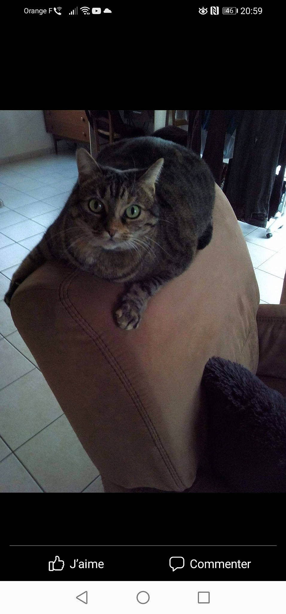 Oggye a rejoint le concours — aidez-le/la à gagner de superbes lots ! carnivore, cat, chair, comfort, couch, eye, fawn, felidae, flooring, grey, head, human_leg, plant, small_to_medium_sized_cats, snout, tail, thigh, tree, whiskers, window