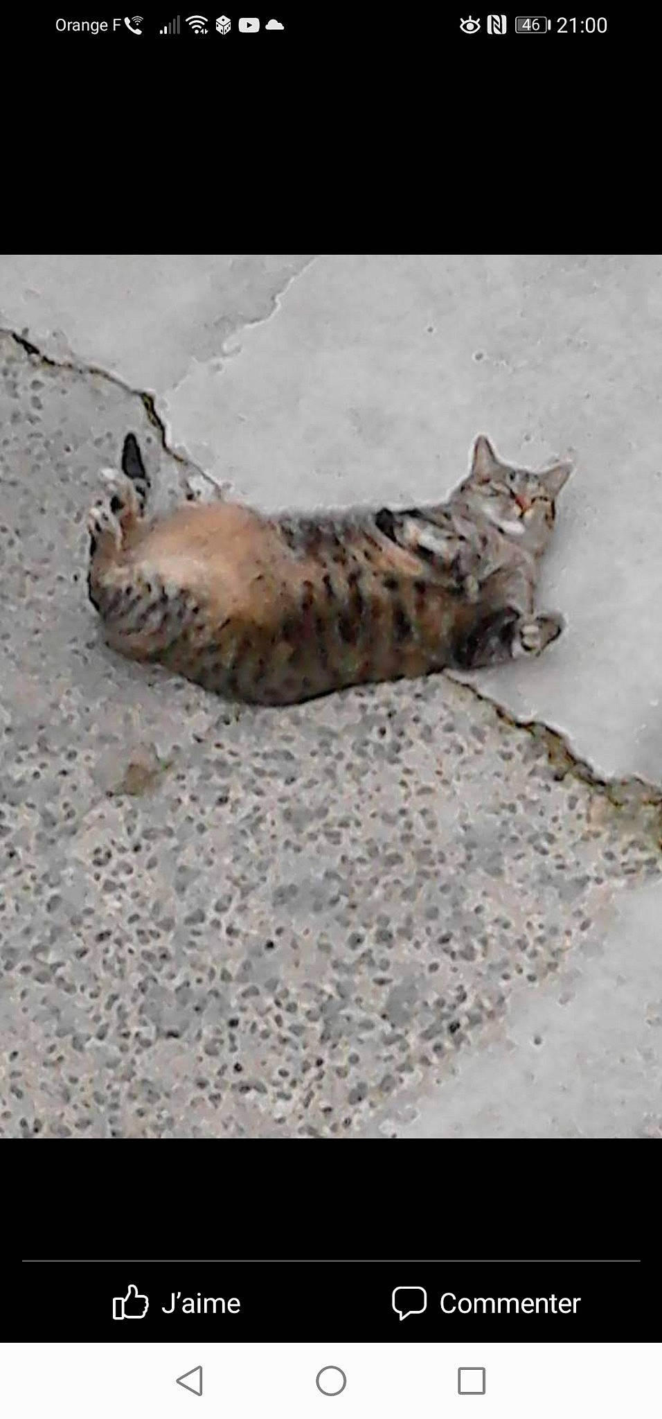 Oggye a rejoint le concours — aidez-le/la à gagner de superbes lots ! carnivore, cat, claw, domestic_short_haired_cat, fawn, felidae, fur, grey, human_leg, pattern, paw, road_surface, small_to_medium_sized_cats, snout, tail, terrestrial_animal, whiskers, wildlife, wood