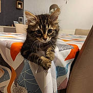 Amina Dit Mina participe au concours pour gagner de l'argent avec cette photo : animal, cat, chair, clinging, colorful, cozy, curious, cute, fur, furniture, home, indoor, kitten, pattern, pet, playful, tabby, tablecloth, whiskers, young