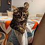 animal, cat, chair, clinging, colorful, cozy, curious, cute, fur, furniture, home, indoor, kitten, pattern, pet, playful, tabby, tablecloth, whiskers, young