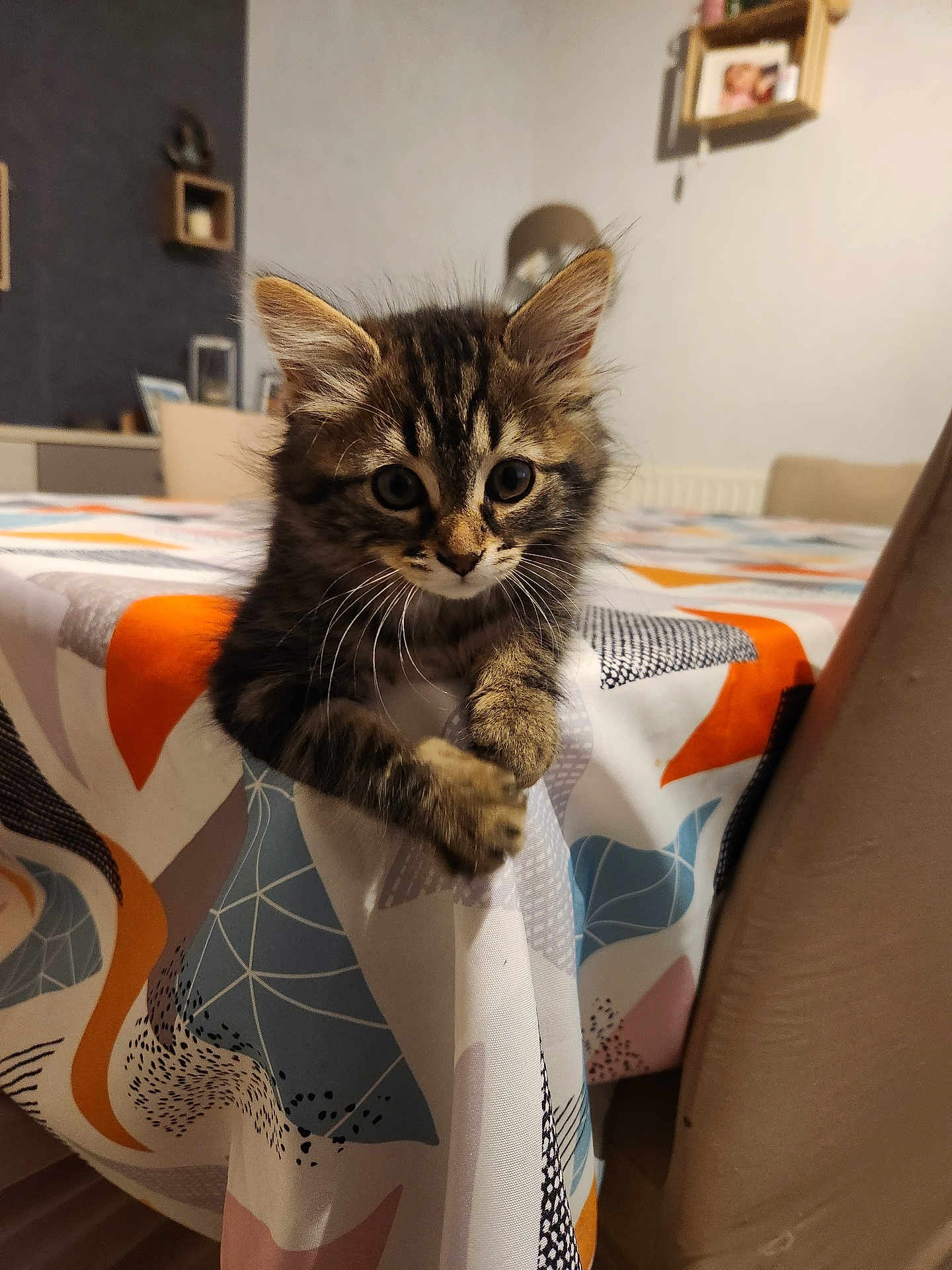 Amina Dit Mina participe au concours pour gagner de l'argent avec cette photo : animal, cat, chair, clinging, colorful, cozy, curious, cute, fur, furniture, home, indoor, kitten, pattern, pet, playful, tabby, tablecloth, whiskers, young