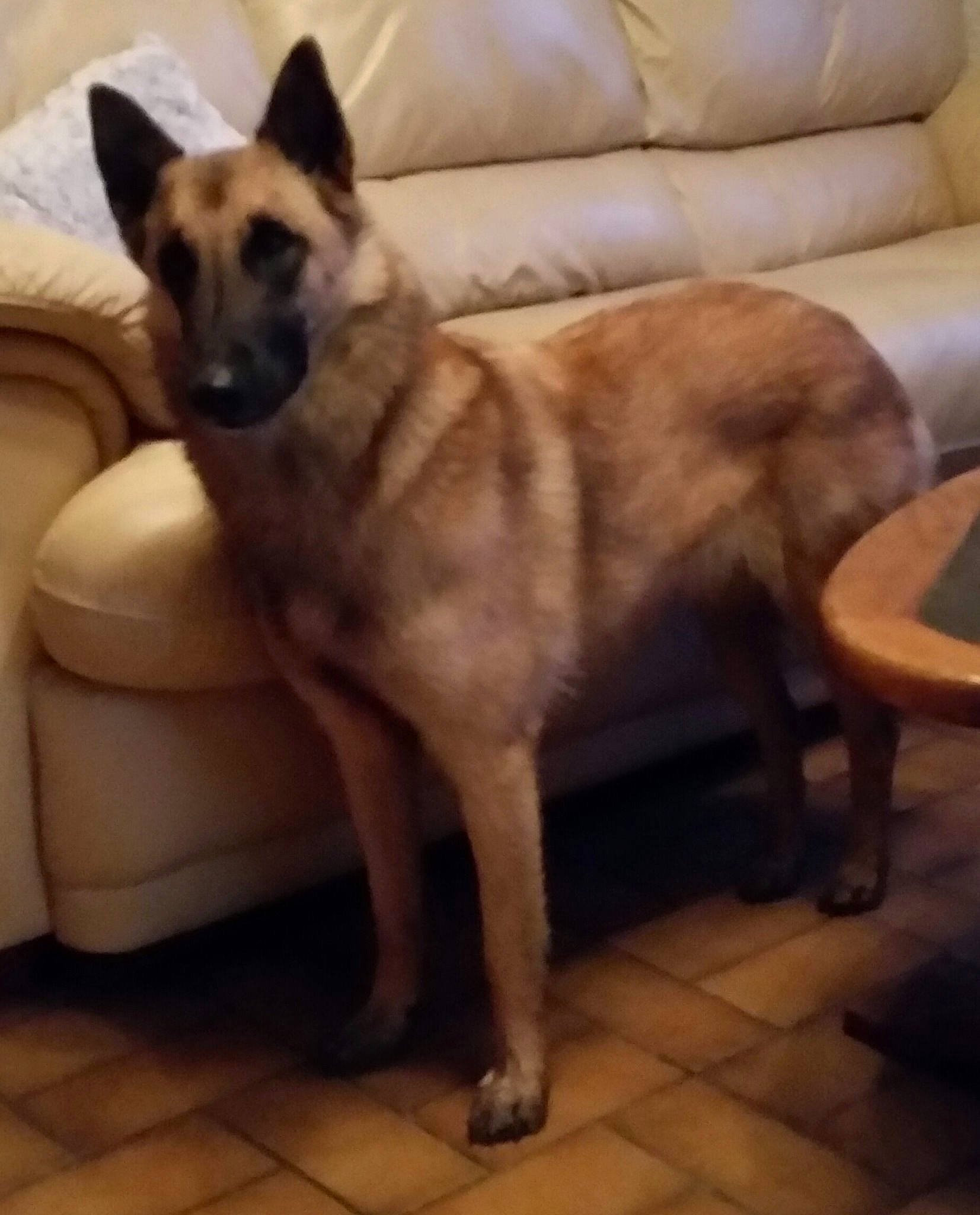 Gaia participe au concours pour gagner de l'argent avec cette photo : belgian_shepherd, belgian_shepherd_malinois, canidae, carnivore, dog, dog_breed, fawn, german_shepherd_dog, mammal, vertebrate, working_dog