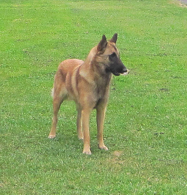 Gaia a rejoint le concours — aidez-le/la à gagner de superbes lots ! belgian_shepherd, belgian_shepherd_malinois, canidae, carnivore, dog, dog_breed, fawn, german_shepherd_dog, herding_dog, king_shepherd, kunming_wolfdog, laekenois, mammal, old_german_shepherd_dog, shiloh_shepherd_dog, sulimov_dog, tervuren, vertebrate, working_dog