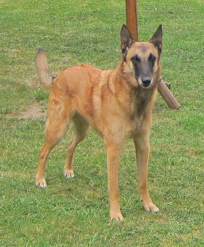 Aska a rejoint le concours — aidez-le/la à gagner de superbes lots ! ancient_dog_breeds, belgian_shepherd, belgian_shepherd_malinois, canidae, carnivore, carolina_dog, dog, dog_breed, fawn, laekenois, mammal, pariah_dog, rare_breed_dog, sporting_group, vertebrate, working_dog