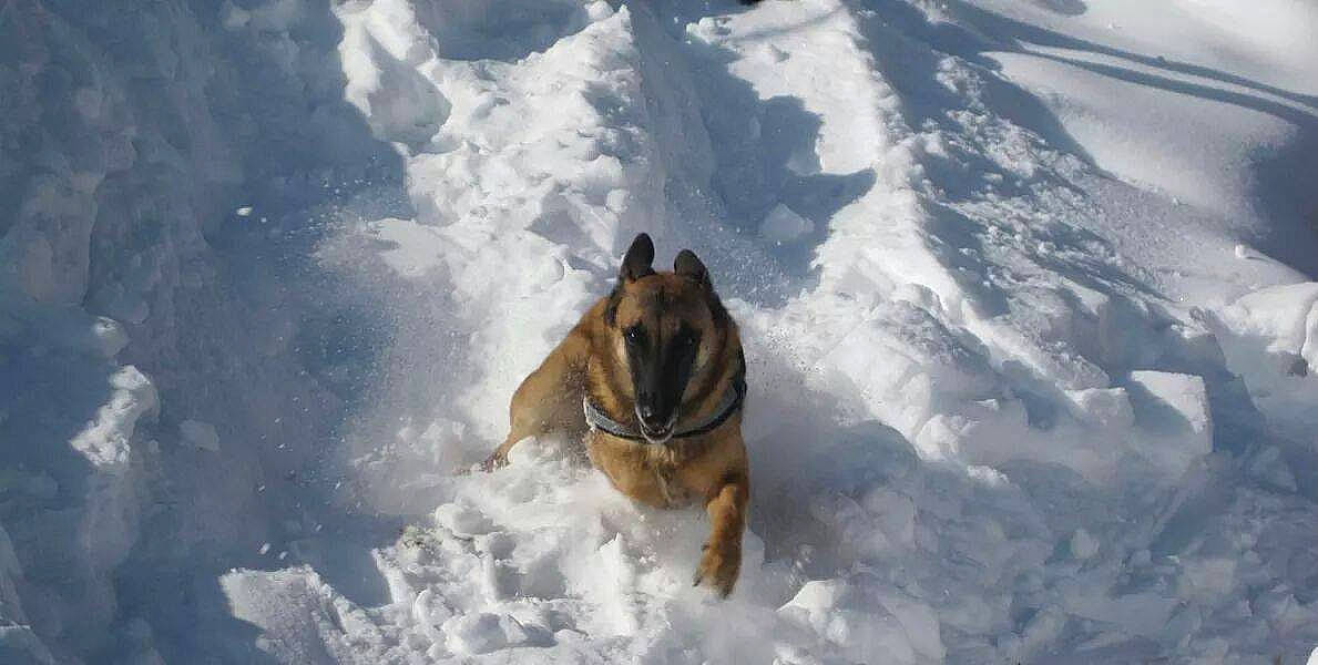 Aska participe au concours pour gagner de l'argent avec cette photo : belgian_shepherd, belgian_shepherd_malinois, canidae, carnivore, dog, dog_breed, east_european_shepherd, freezing, geological_phenomenon, german_shepherd_dog, ice, king_shepherd, kunming_wolfdog, mammal, old_german_shepherd_dog, snout, snow, winter, working_dog