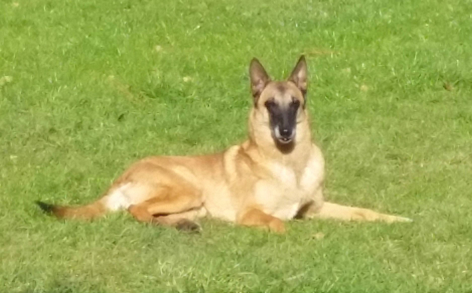 Aska a rejoint le concours — aidez-le/la à gagner de superbes lots ! belgian_shepherd, belgian_shepherd_malinois, canidae, carnivore, dog, dog_breed, german_shepherd_dog, herding_dog, mammal, old_german_shepherd_dog, police_dog, tervuren, vertebrate, wildlife, working_dog