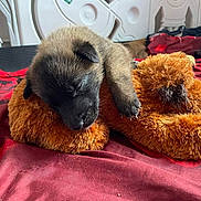 Blues a rejoint le concours — aidez-le/la à gagner de superbes lots ! puppy, sleeping, slippers, orange, red_blanket, fur, cozy, indoors, cute, animal, pet, resting, small, soft, bedroom, comfort, relaxing, adorable, dog, nap