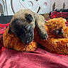 puppy, sleeping, slippers, orange, red_blanket, fur, cozy, indoors, cute, animal, pet, resting, small, soft, bedroom, comfort, relaxing, adorable, dog, nap