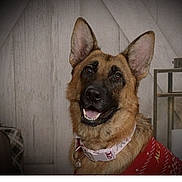 Daisy joined the competition — help win amazing prizes! dog, german_shepherd, pet, animal, indoor, smiling, collar, bell, sweater, furry, ears, brown, black, face, happy, canine, cute, portrait, domestic, companion