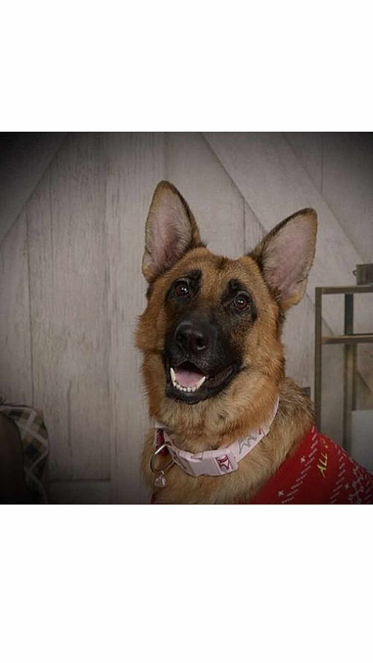 Daisy joined the competition — help win amazing prizes! dog, german_shepherd, pet, animal, indoor, smiling, collar, bell, sweater, furry, ears, brown, black, face, happy, canine, cute, portrait, domestic, companion