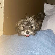 Storme joined the competition — help win amazing prizes! animal, bedroom, blanket, canine, cozy, cute, dog, face, fur, fur_texture, home, indoor, looking, pet, pillow, playful, puppy, resting, small_dog, tongue