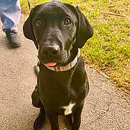 Nala joined the competition — help win amazing prizes! dog, black_dog, pet, animal, leash, collar, outdoor, grass, pavement, person, footwear, tongue_out, sitting, canine, nature, daylight, cute, friendly, mammal, companion