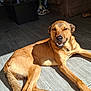 animal, brown_dog, canine, comfort, dog, ears, floor, fur, happy, home, indoor, lying_down, nose, paw, pet, relaxed, shadow, smiling, sunlight, tail