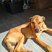 Ka.ponne participe au concours pour gagner de l'argent avec cette photo : animal, brown, canine, casual, dog, domestic_animal, floor, furniture, home, indoor, legs, mammal, pet, relaxed, resting, shadow, sneakers, sunlight, tan_dog, wooden_floor
