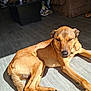 animal, brown, canine, casual, dog, domestic_animal, floor, furniture, home, indoor, legs, mammal, pet, relaxed, resting, shadow, sneakers, sunlight, tan_dog, wooden_floor
