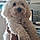 Milou