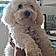 Milou