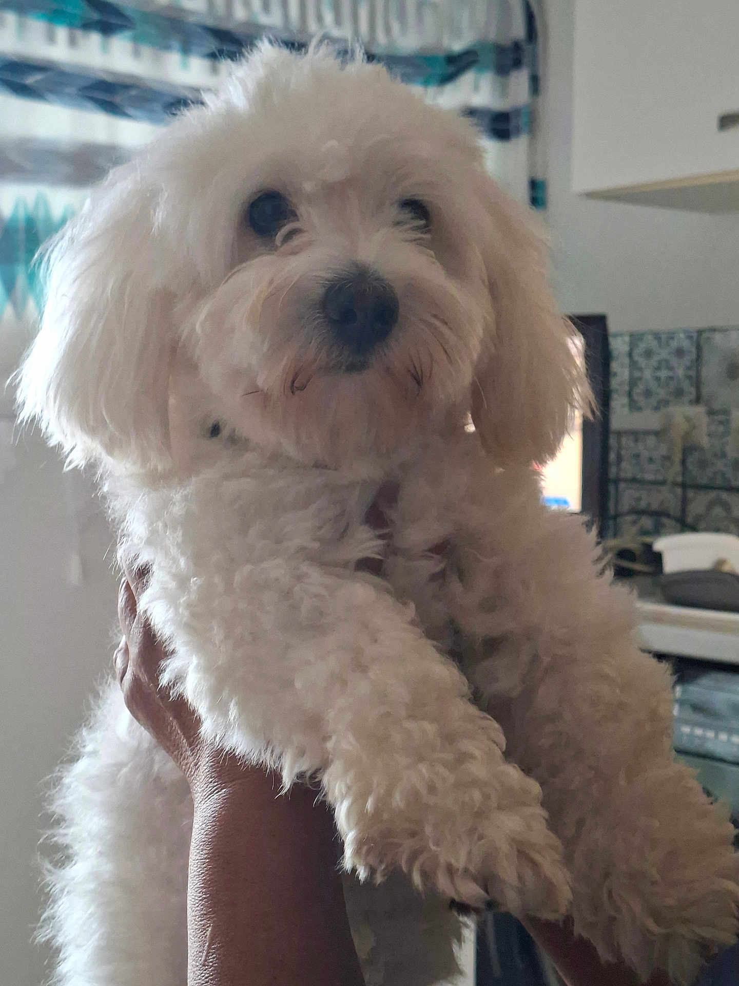 Milou