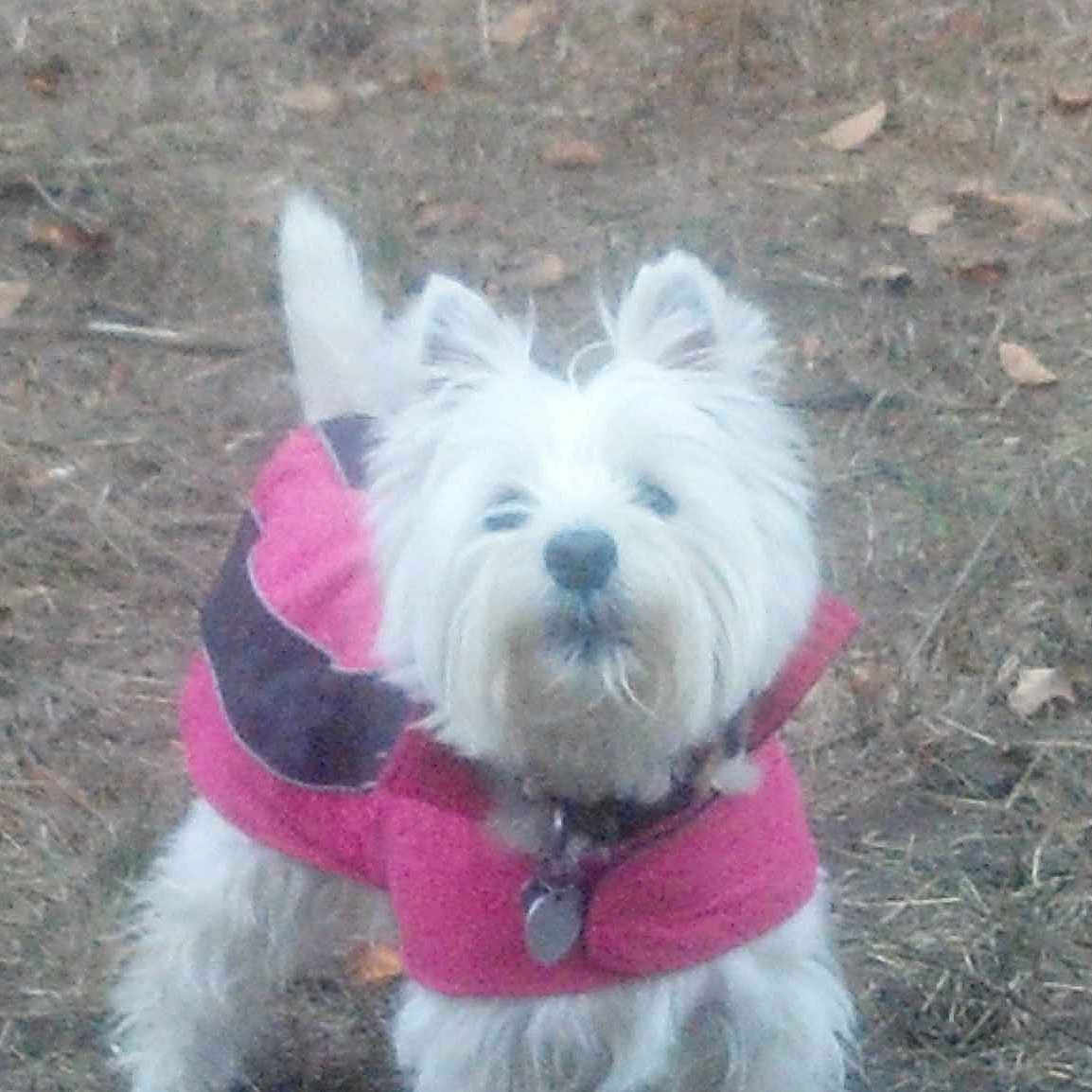Frisbee Goobi Bradley