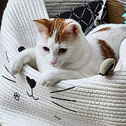 Ducati joined the competition — help win amazing prizes! animal, basket, cat, cozy, curious, cute, fabric, feline, floor, home, indoor, orange, paws, pet, relaxed, resting, texture, toy, whiskers, white