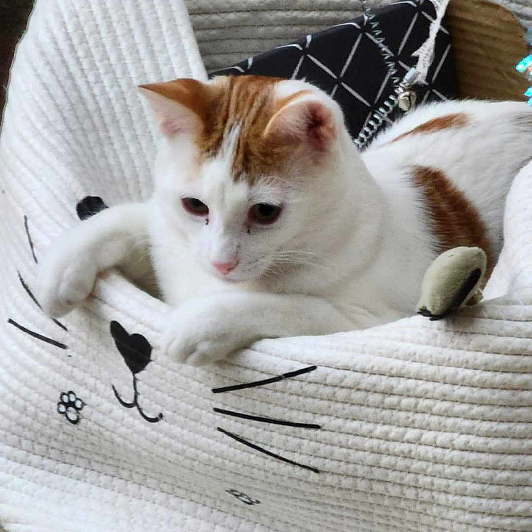 Ducati joined the competition — help win amazing prizes! animal, basket, cat, cozy, curious, cute, fabric, feline, floor, home, indoor, orange, paws, pet, relaxed, resting, texture, toy, whiskers, white