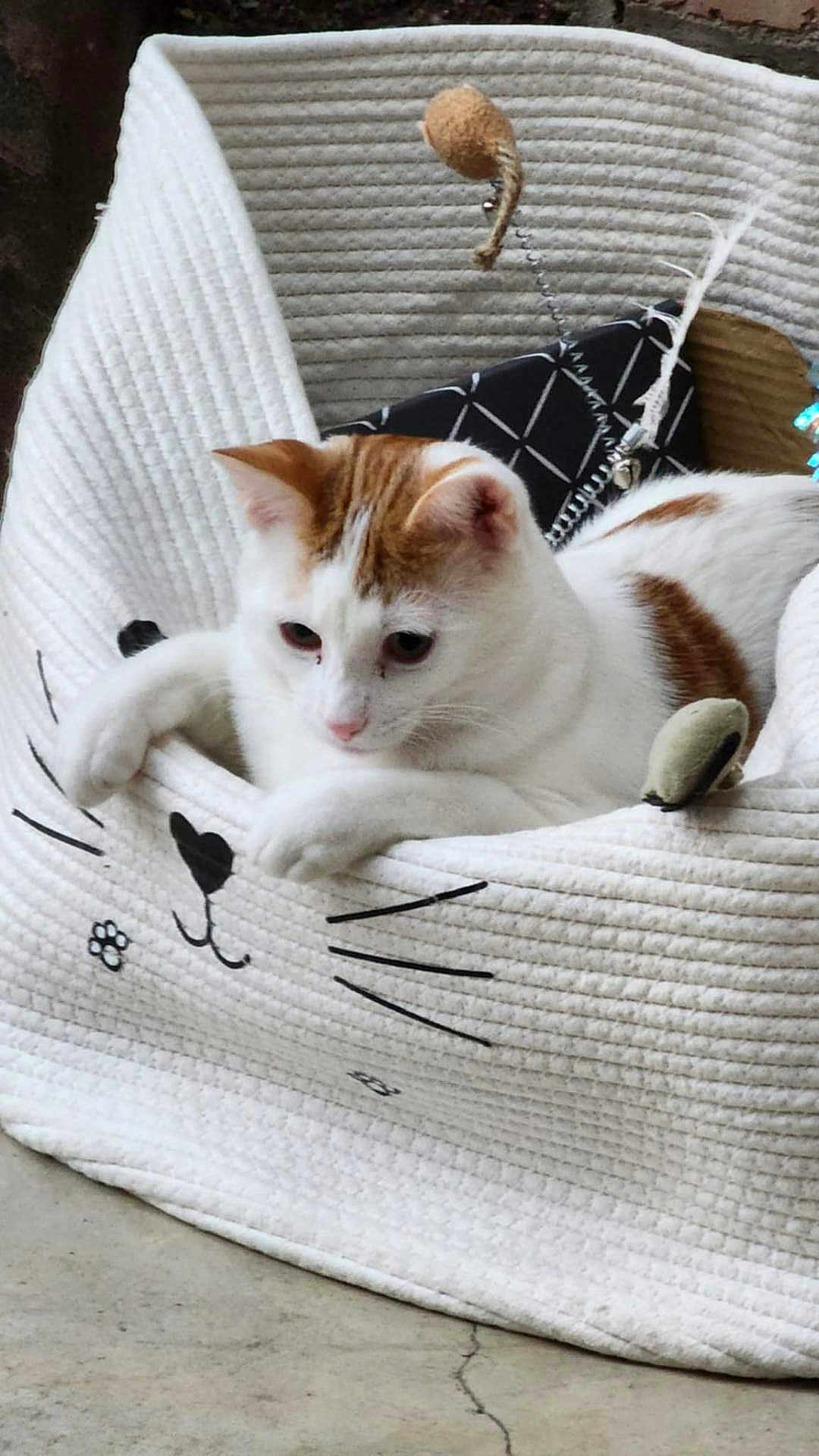 Ducati joined the competition — help win amazing prizes! animal, basket, cat, cozy, curious, cute, fabric, feline, floor, home, indoor, orange, paws, pet, relaxed, resting, texture, toy, whiskers, white