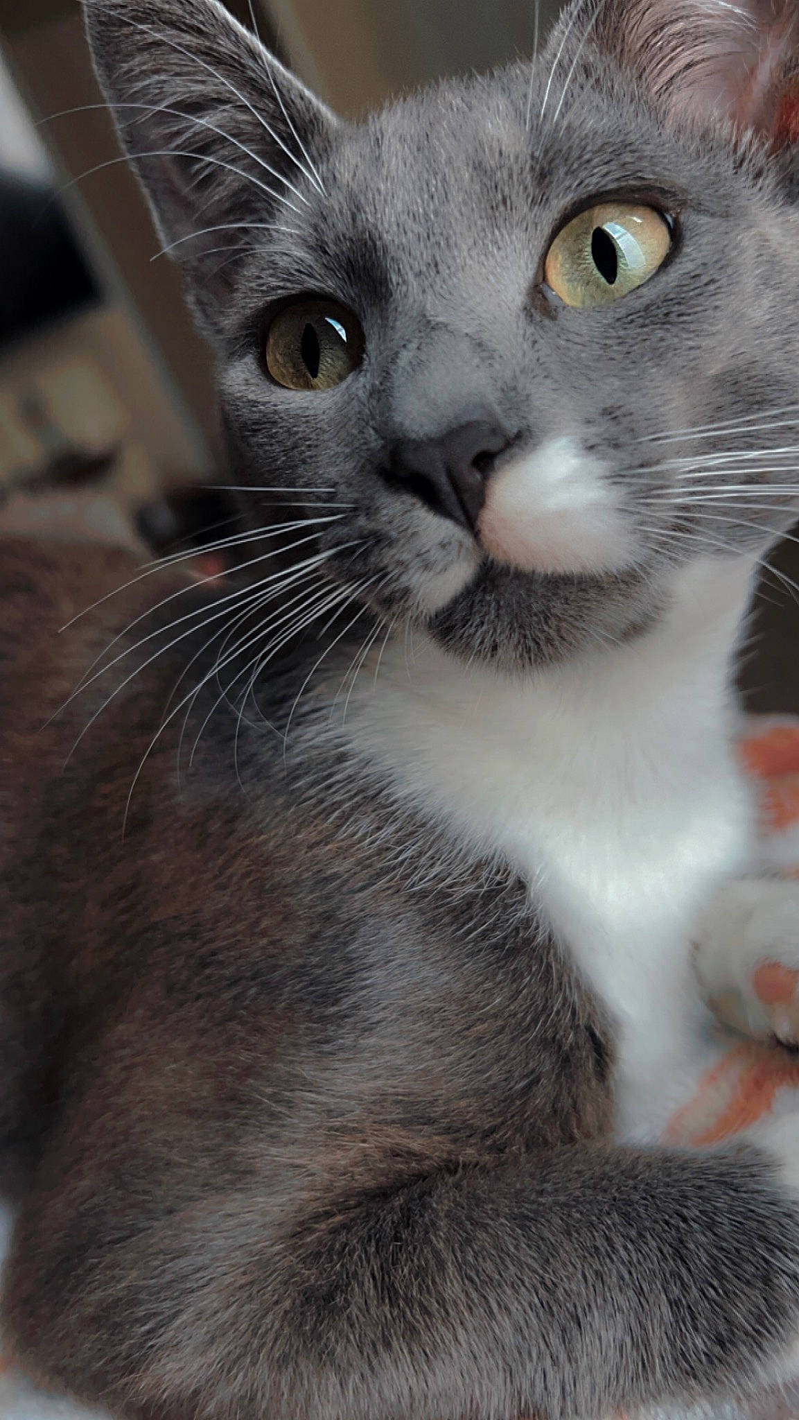 Chino joined the competition — help win amazing prizes! building, carnivore, cat, close_up, domestic_short_haired_cat, door, ear, eye, felidae, fur, paw, photography, small_to_medium_sized_cats, snout, terrestrial_animal, whiskers, window