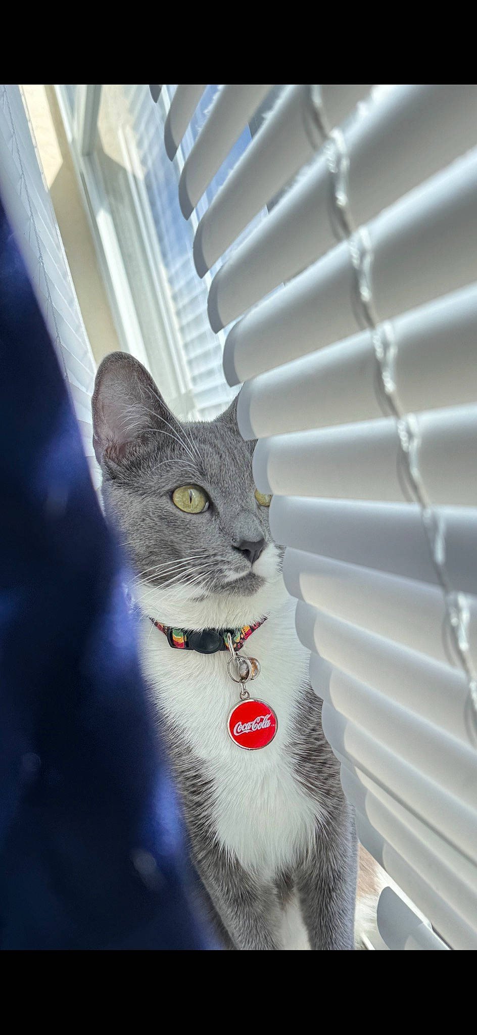 Chino is registered to the contest to win money with this photo: art, carnivore, cat, collar, domestic_short_haired_cat, electric_blue, fashion_accessory, felidae, fur, grey, metal, pattern, paw, small_to_medium_sized_cats, snout, tail, whiskers, window, winter