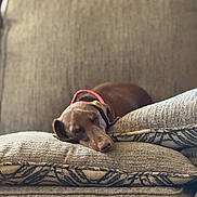 Rosie is registered to the contest to win money with this photo: dog, sleeping, nap, couch, sofa, cushion, pillow, indoor, home, relaxed, small_dog, brown_fur, floppy_ears, pink_collar, resting, cozy, furniture, portrait, pet, peaceful