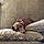 Rosie