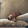 dog, sleeping, nap, couch, sofa, cushion, pillow, indoor, home, relaxed, small_dog, brown_fur, floppy_ears, pink_collar, resting, cozy, furniture, portrait, pet, peaceful