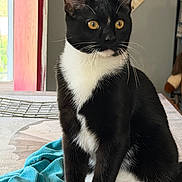 Sunny joined the competition — help win amazing prizes! cat, tuxedo_cat, black_and_white, pet, animal, feline, sitting, portrait, close_up, golden_eyes, whiskers, ears, fur, indoors, home, blanket, turquoise, window, furniture, alert