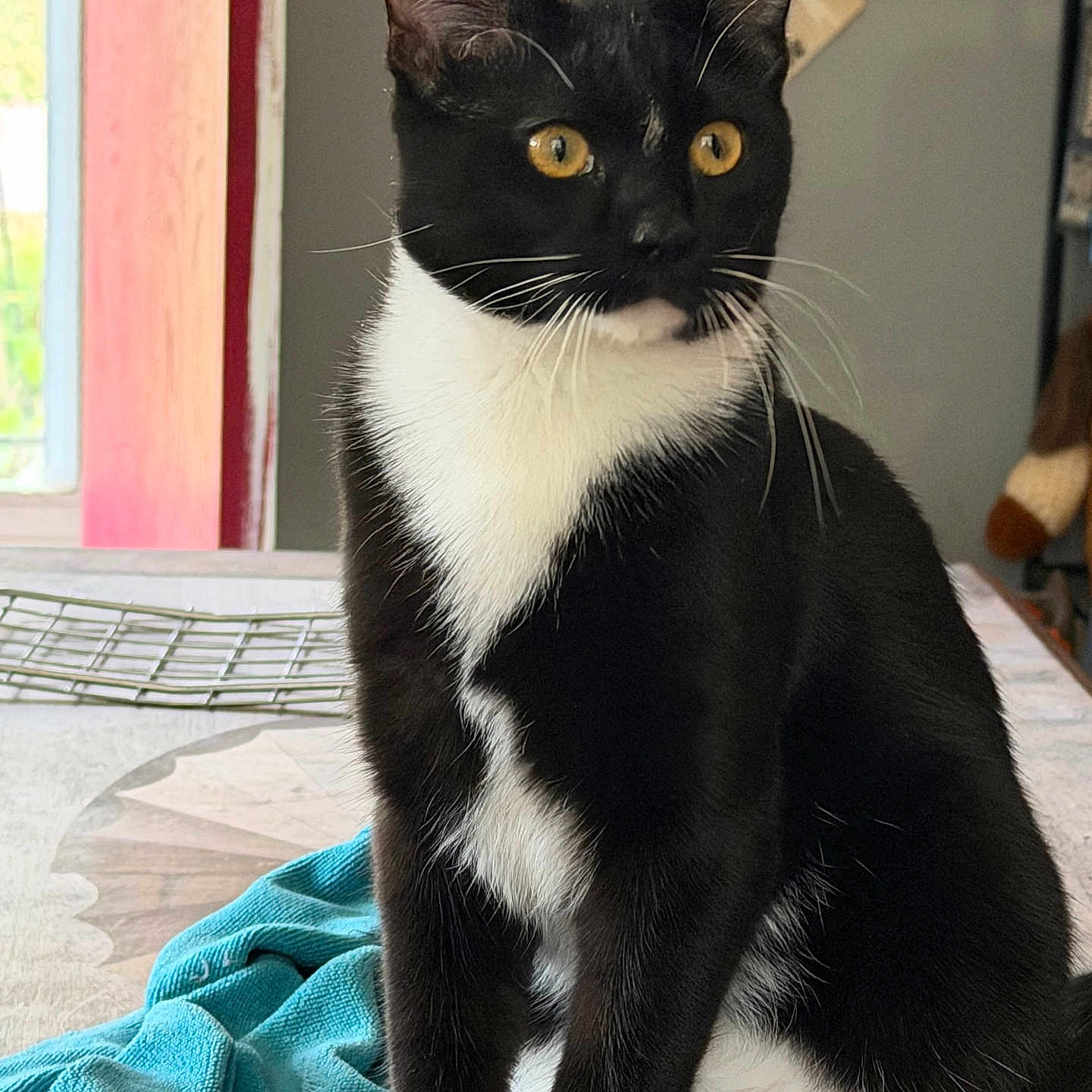 Sunny joined the competition — help win amazing prizes! cat, tuxedo_cat, black_and_white, pet, animal, feline, sitting, portrait, close_up, golden_eyes, whiskers, ears, fur, indoors, home, blanket, turquoise, window, furniture, alert