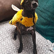 Tyger is registered to the contest to win money with this photo: dog, costume, bee_costume, pet, indoor, couch, blanket, pillow, brown, yellow, small_dog, animal, cute, furry, sitting, antennas, wings, expression, home, funny