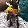 dog, costume, bee_costume, pet, indoor, couch, blanket, pillow, brown, yellow, small_dog, animal, cute, furry, sitting, antennas, wings, expression, home, funny