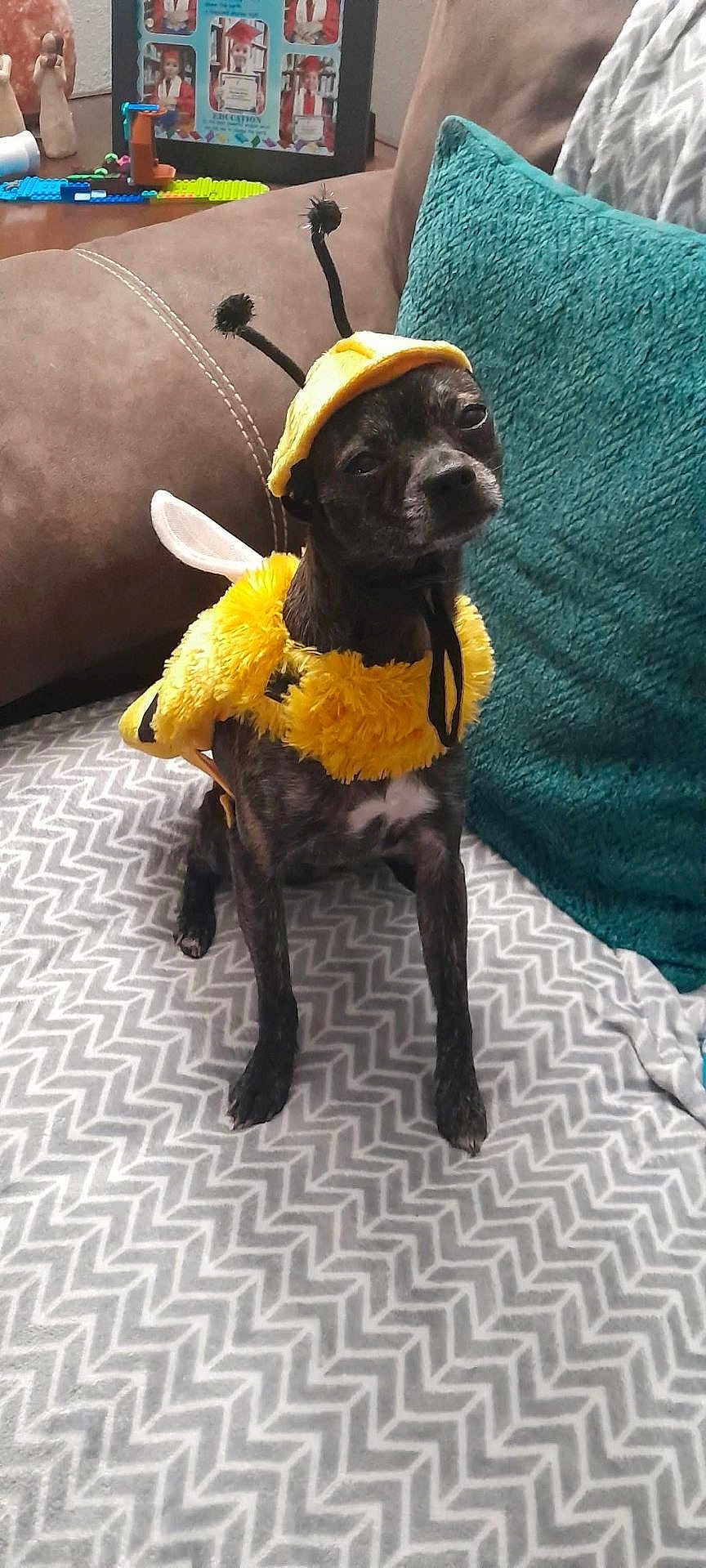 Tyger is registered to the contest to win money with this photo: dog, costume, bee_costume, pet, indoor, couch, blanket, pillow, brown, yellow, small_dog, animal, cute, furry, sitting, antennas, wings, expression, home, funny