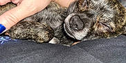 Tyger joined the competition — help win amazing prizes! animal, brindle, calm, close_up, clothing, comfort, companion, cozy, dog, domestic_animal, fur, hand, human_hand, napping, pet, relaxation, resting, skin, sleeping, texture